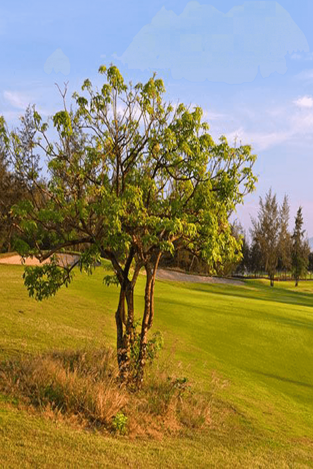 Montgomerie Links Vietnam